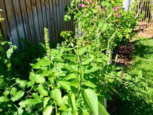 11830776_10153239719578557_406618174_n