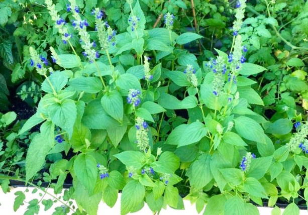 11846487_10153241652938557_973897588_n