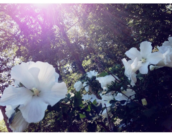 Screen Shot 2015-10-03 at 2.52.28 pm